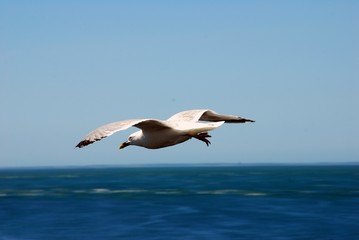 Fototapeta na wymiar Goéland volant au-dessus de la mer en gros plan