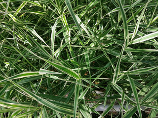 green grass background