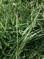 green grass in the snow