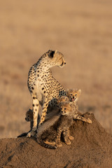 Vertical portrait of a cheetah female and her cute cubs sitting on a termite mound in Serengeti in Tanzania