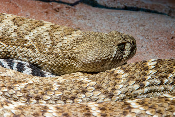 The western diamondback rattlesnake (Crotalus atrox) is a venomous rattlesnake species found in the southwestern United States and Mexico.
It ranges throughout the southwestern USA and north Mexico.