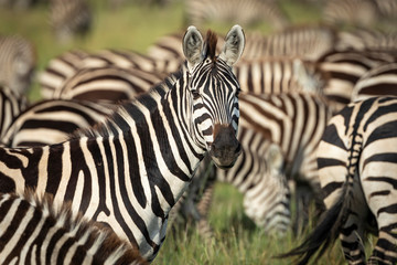 Fototapeta na wymiar Head on portrait of an adult zebra face looking straight at the camera standing amongst its herd in Serengeti Tanzania