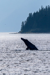 Fototapeta premium Humpback whale (Megaptera novaeangliae) breaching in Southeast Alaska's Inside Passage.