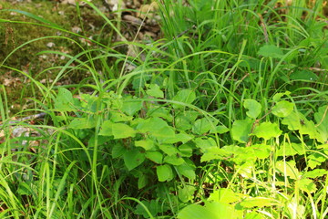 im Wald, eine Spinne auf einem Blatt