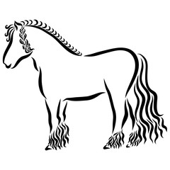 thoroughbred muscular horse with a pigtail on the mane