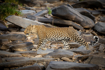 Fototapeta na wymiar Adult leopard walking across big rocks in dry riverbed in Masai Mara in Kenya