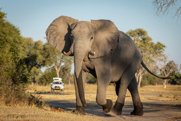 Fototapeta na wymiar Young bull elephant crossing a road with tourist car in the background in Kruger Park South Africa