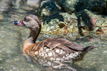 The spotted whistling duck (Dendrocygna guttata) is a member of the duck family Anatidae.
It is...