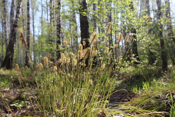 flowers in fresh green grass in spring growing on the ground in the forest