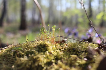 moss in the fresh green grass in spring grows on the ground in the forest