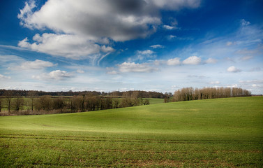 landscape with trees