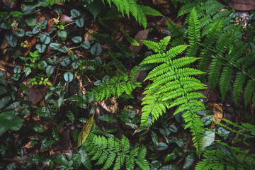 fern leaves in the forest