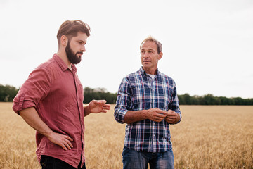 Naklejka na ściany i meble Two farmers stand in a wheat field .Agronomists discuss harvest and crops among ears of wheat