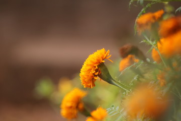 yellow flowers in the garden