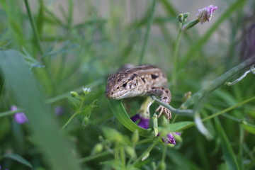 a lizard a reptile hiding in the green grass in summer an animal