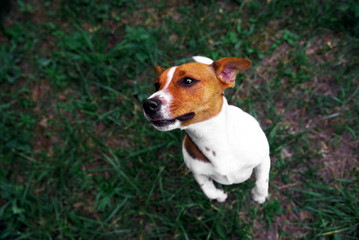 Jack russell jumping at a park. Dog agility: terrier jumping and flying high.