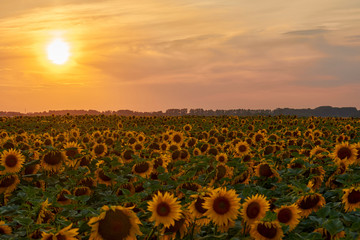 Sunset over the field of sunflowers against a cloudy sky.