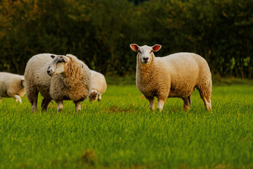 Naklejka premium Sheep and lamb in the field