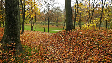 Obraz premium autumn leaves of deciduous trees painted in different colors in the Podlasie region in Poland 2019