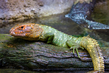 The Northern caiman lizard lies on the trunk. 
It is a species of lizard found in northern South America.
The body of the caiman lizard is very similar to that of a crocodile. 