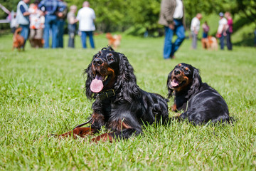 two setter gordon are lying on the lawn.The dogs execute the lie down command.Adult dogs in the heat with their tongues hanging out.Setter on a green background