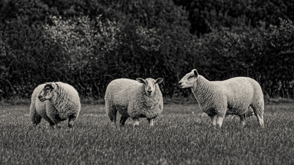 Sheep and lamb in the field