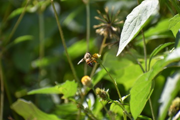 bee on a flower