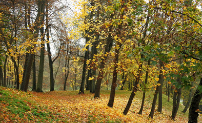 autumn leaves of deciduous trees painted in different colors in the Podlasie region in Poland 2019