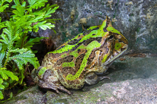 The Argentine Horned Frog (Ceratophrys Ornata) Is A Species Of Frog In The Family Ceratophryidae. The Species Is Endemic To South America.A Voracious Eater.