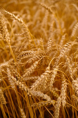 Golden ears of wheat close-up. Background image. High quality photo