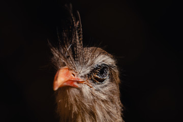 Red-legged seriema, crested cariama, (Cariama cristata) bird. Close up portrait against blurred background.