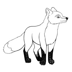 Fox on a white background, illustration