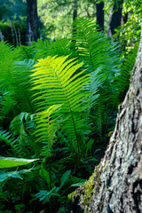 Fern in the forest