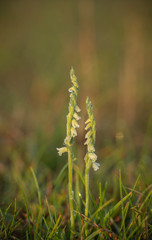 Autumn lady's-tresses,  Spiranthes spiralis