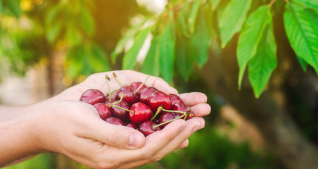 The farmer holds freshly picked red cherries in his hands. Fresh organic fruits. Summer harvest....