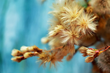 beautiful fluffy flowers, still life photo - 372701702