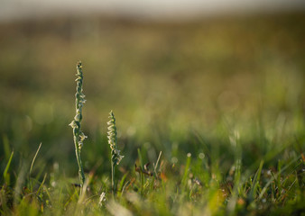 Autumn lady's-tresses,  Spiranthes spiralis