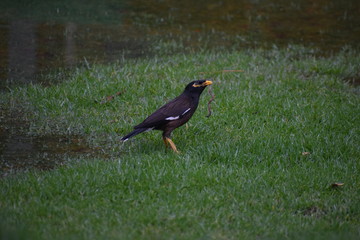 blackbird on the grass