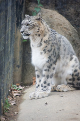 ユキヒョウ