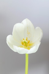 White tulip isolated on white  background.