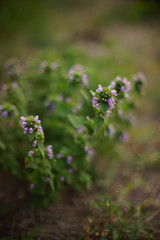 Obraz premium Lamium purpureum. Biennial herbaceous plant. Wild purple flowers grow in sunny field.