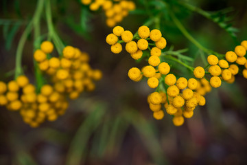 Yellow tansy flowers close-up. Tanacetum vulgare, common tansy, bitter button, cow bitter, golden buttons. Wild medicinal plant tansy.