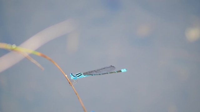 The blue riverdamsel adult male perching in bark. Pseudagrion microcephalum is a common species of damselfly in the family Coenagrionidae. It is also known as the blue sprite and blue grass dart.
