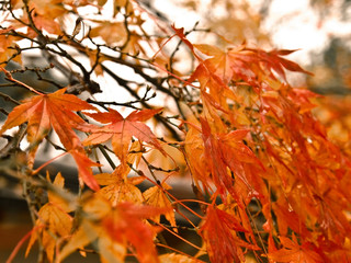 Red and orange leaves on maple tree in rainy day