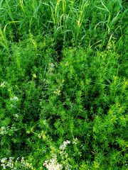 green moss on the tree