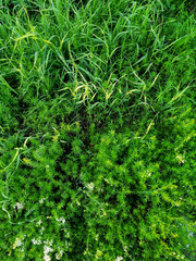 green fern leaves