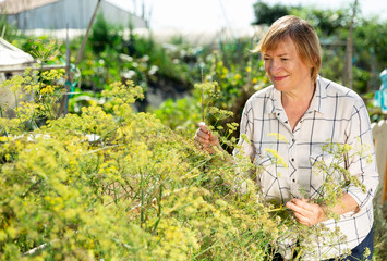 Positive senior woman gardening in homestead, checking plants