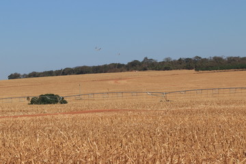 Fototapeta premium irrigation in agribusiness
