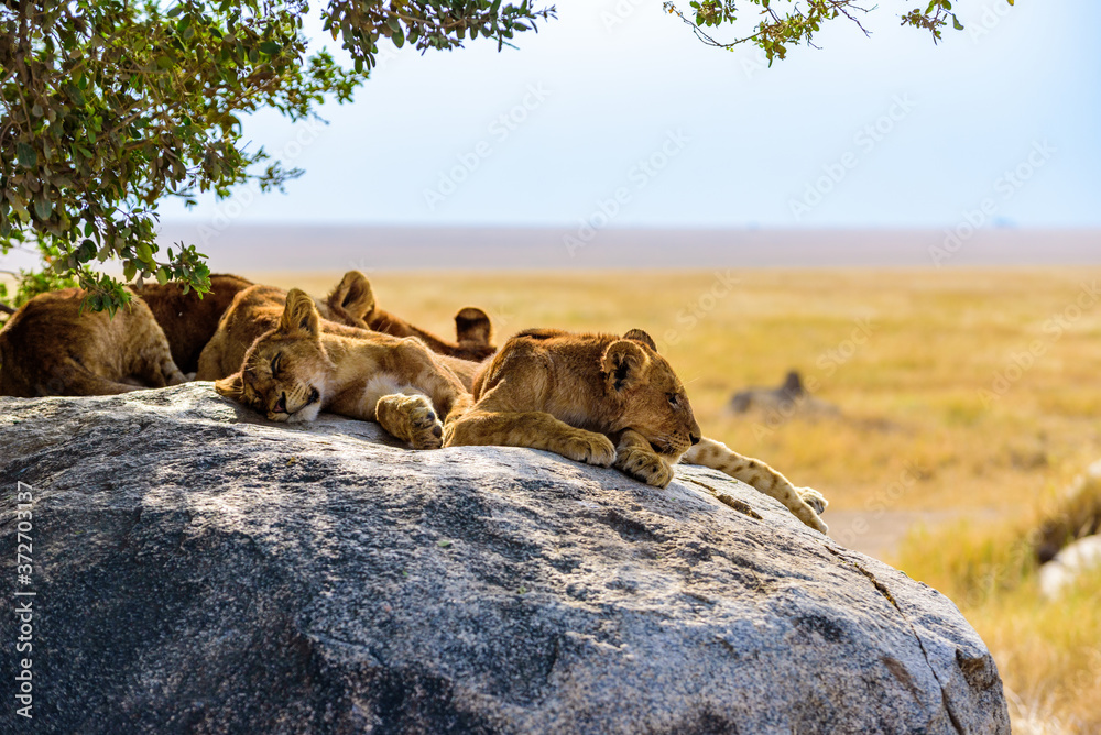 Wall mural Group of young lions lying on rocks - beautiful scenery of savanna at sunset. Wildlife Safari in Serengeti National Park, Masai Mara, Tanzania, Africa