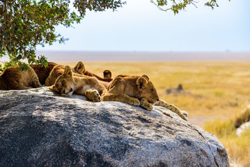 Group of young lions lying on rocks - beautiful scenery of savanna at sunset. Wildlife Safari in Serengeti National Park, Masai Mara, Tanzania, Africa - obrazy, fototapety, plakaty